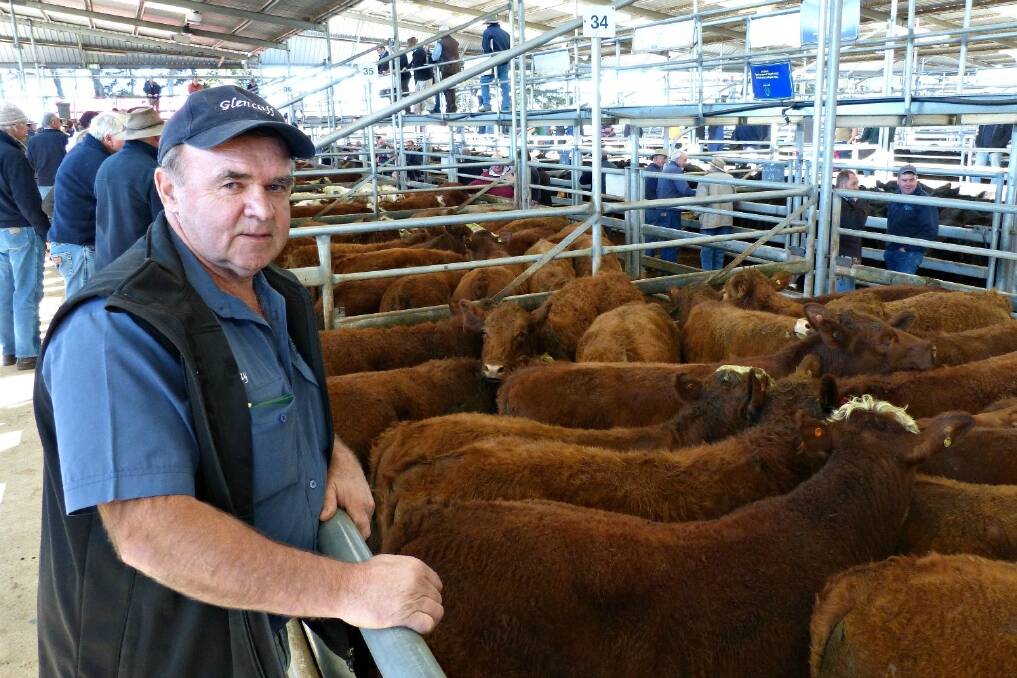 Ray Smith, Bairnsdale, is one person who knows his cattle, as he supplies four butcher shops. Ray has a farm, and sons in the butchering trade, and he directly sees the result of what he produces. He purchased these two pens of Red Angus-Hereford steers at the Wyndham & Co annual spring sale, Bairnsdale, on Tuesday, shelling out $785 and $830.