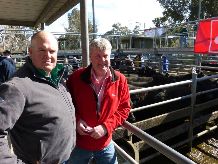 One of the larger vendors at Wodonga last Thursday was Thomas B Cotterill Pastoral Co, Mountain Creek, Holbrook, NSW. Will Cotterill (pictured with David Gittoes, Elders Albury) sold 87 Angus and Angus-Shorthorn steers, Ardrossan & Spry's blood, to a very healthy $835, and his consignment averaged $742.