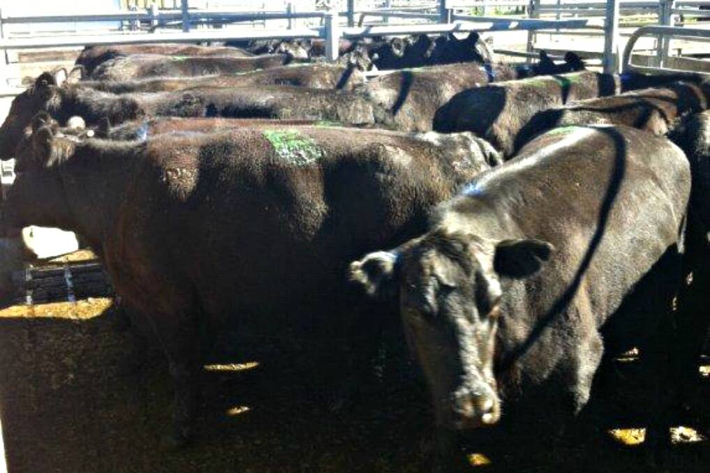 Cow prices were up at Wodonga today.