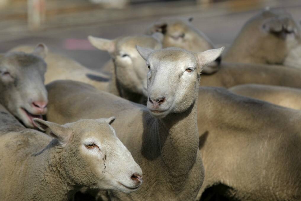 Northern dry hits lamb rates