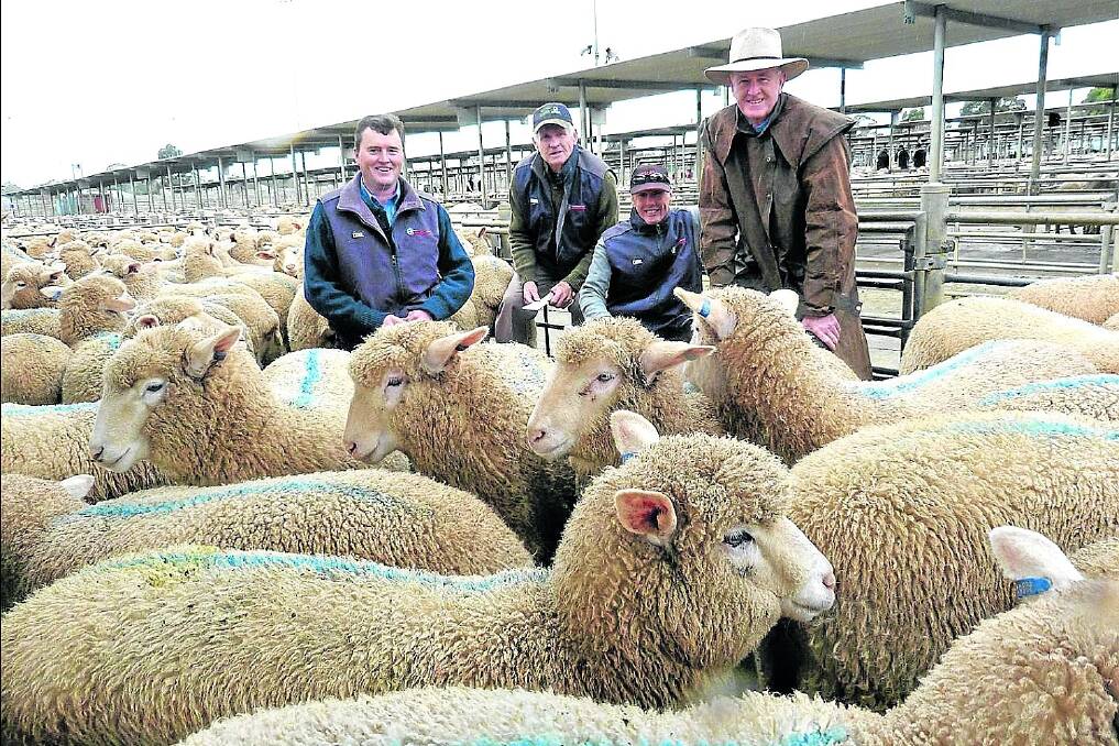 The Ellis Nuttall & Co team of Rupert Fawcett junior, Bruce Billings, Tony Vlaeminck and Rupert Fawcett senior, with young lambs that sold at $138 a head at the Bendigo prime sheep sale on Monday.