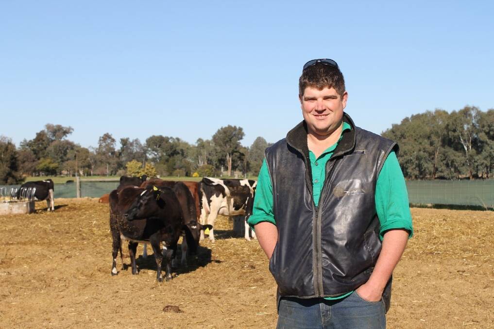 David Christopher with a mob of spring calvers.