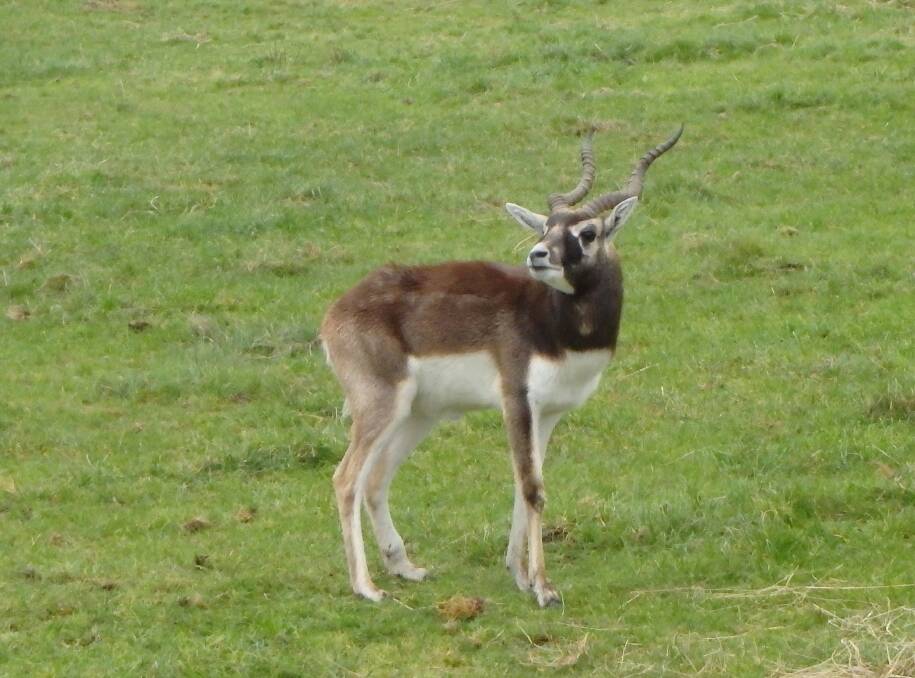 Illegal keeping fears for Fergus the male Blackbuck found on a property near Warrnambool I the State’s South West. 