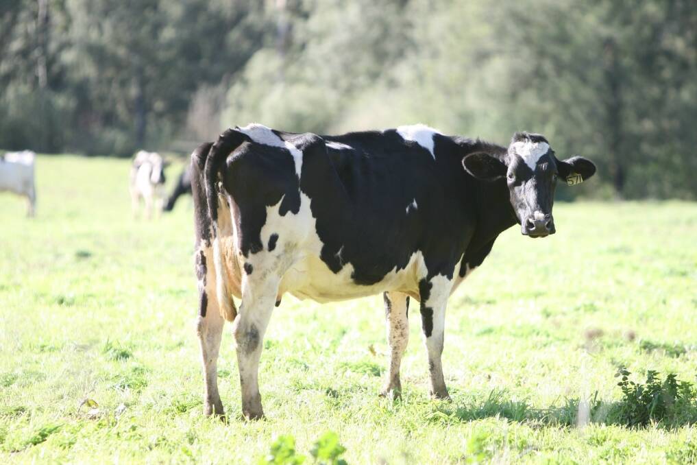 Dairy outlook unsteady