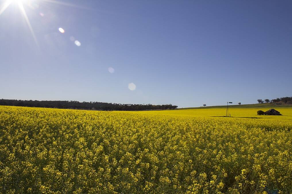 Better reproductive results on canola
