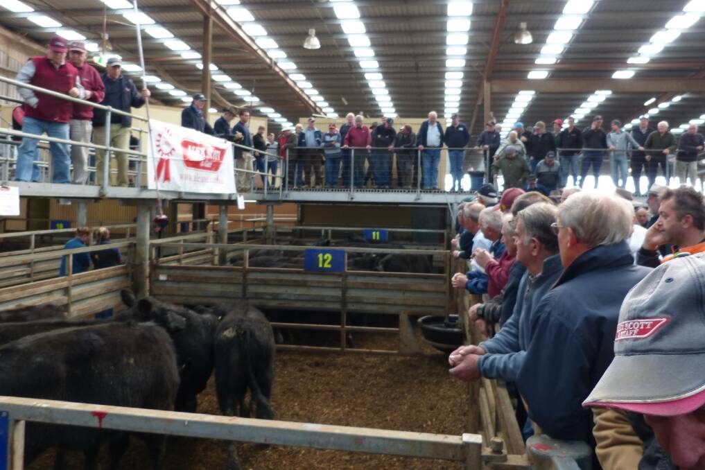 This is the largest crowd for some time at Pakenham with many more buyers looking to purchase for the early spring growth. The sale was form to $40 dearer for steers and heifers with some cows and calves $150 dearer.