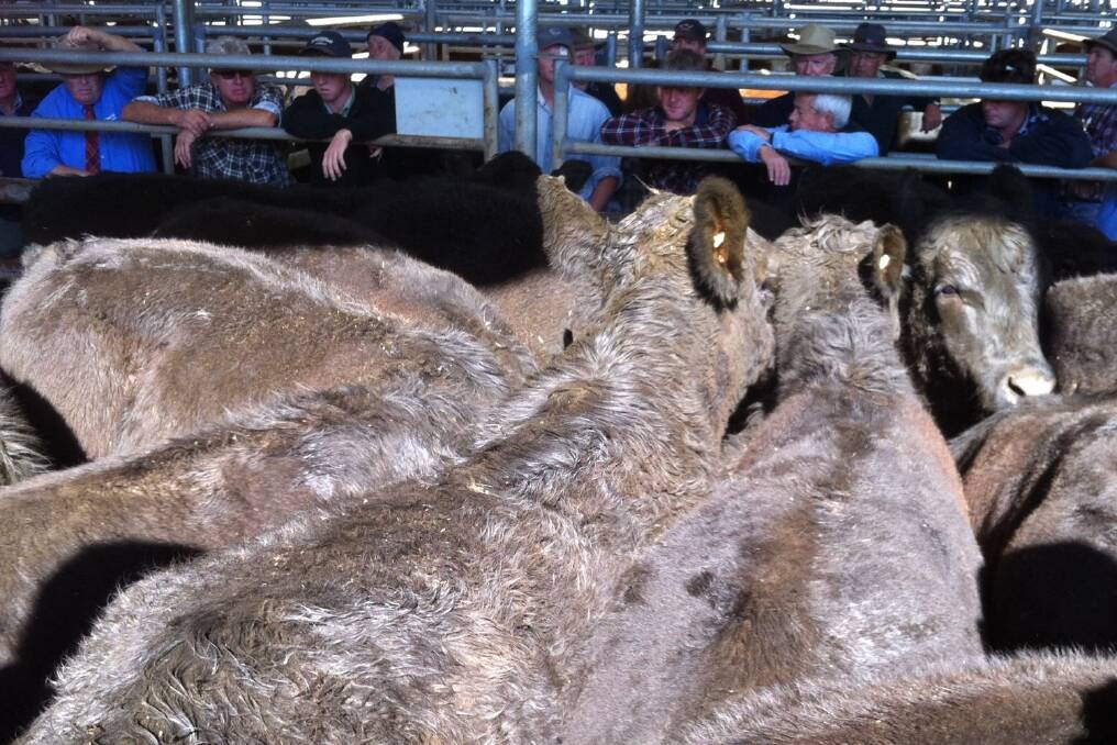 This pen of 16 Banquet-bld Angus steers, 420kg, vendor Livingstone partnership of Bill and Sandra, Buchan South, realised $910 each at the Landmark spring cattle sale at Bairnsdale.