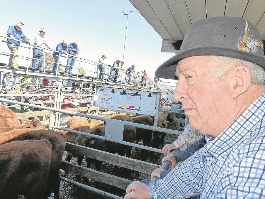 Commission buyer Denis Henderson pictured contemplating his next purchase at the Wangaratta annual weaner sale last Friday. He purchased numerous pens of steers and heifers, either for backgrounding for future grain feeding, or for feedlot clients.