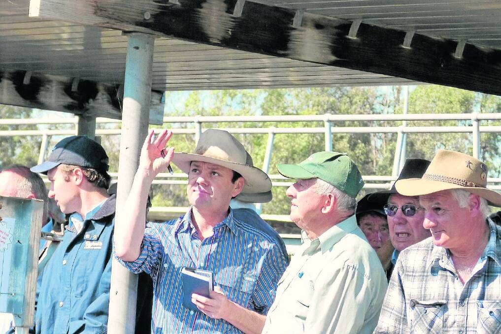 Roger Stanton, Thomas Foods International (TFI), was an integral part of the annual Wangaratta weaner sale last Friday. Mr Stanton is pictured opening the bidding for some of the many high-quality steers and heifers he purchased at Wangaratta. He paid to $950 for steers and $750 for heifers.