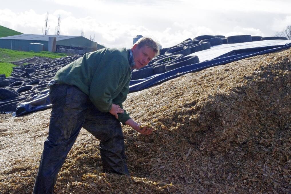 Chris Nixon makes 24 tonne of maize silage to feed out throughout the year. It is stored in three silage pits across the farm.