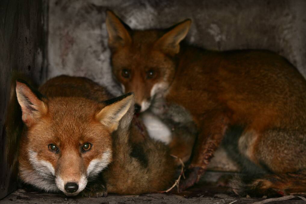 The Tasmanian fox eradication campaign has come in for heavy criticism.