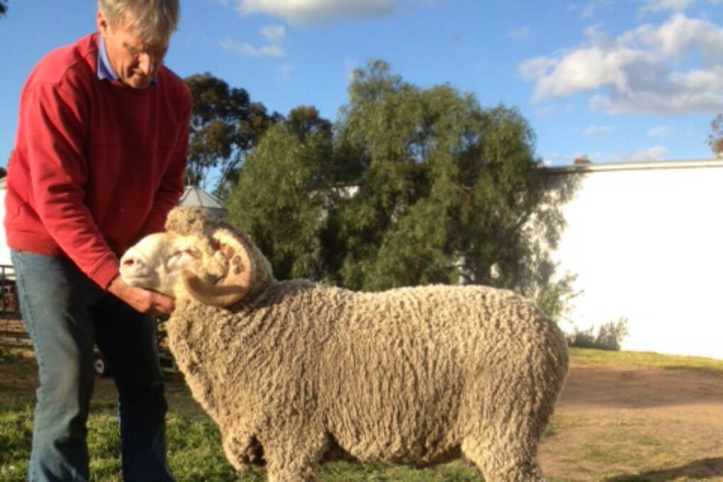 Hannaton stud principal Peter Hicks with the $4200 top-priced ram, which sold to new South Australian clients.