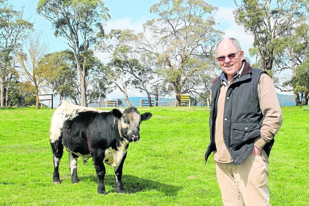 Newham's John Ellis is excited to have added stud cattle and beef production to the family's business. Mr Ellis is pictured with nine-month-old Hanging Rock Go Harder.