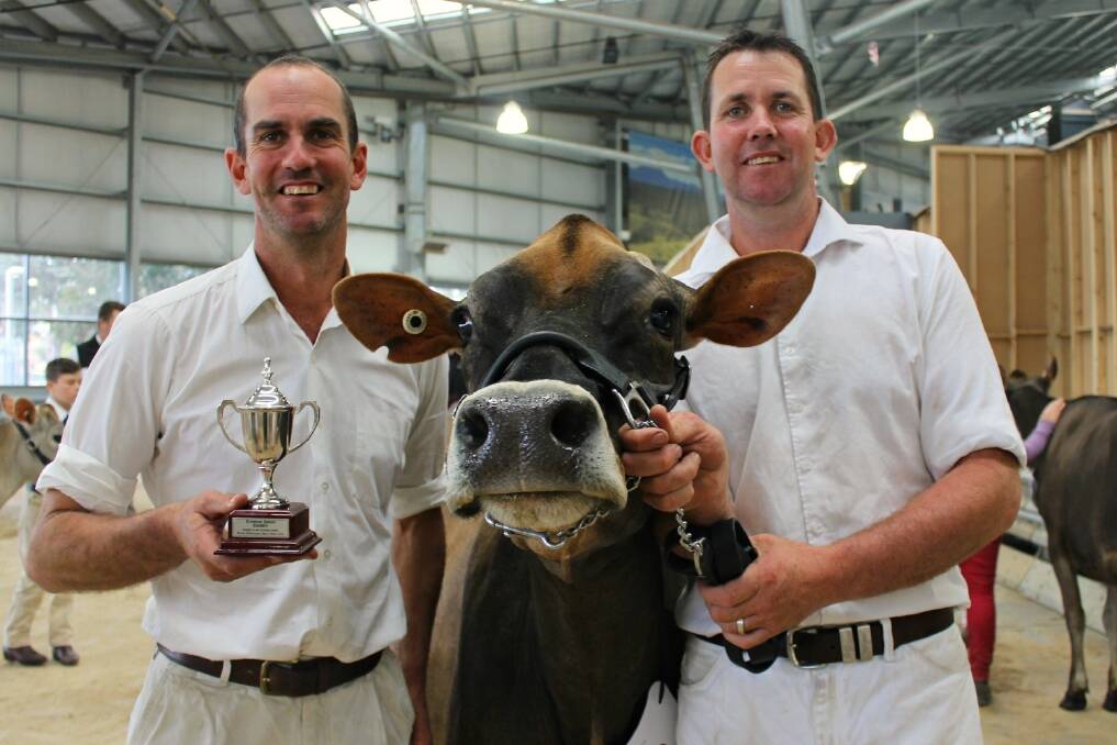 Brendon and Pat Nicholson, Jugiong, Girgarre, with their senior and supreme Jersey cow. She was pipped in the interbreed judging by a Holstein cow.