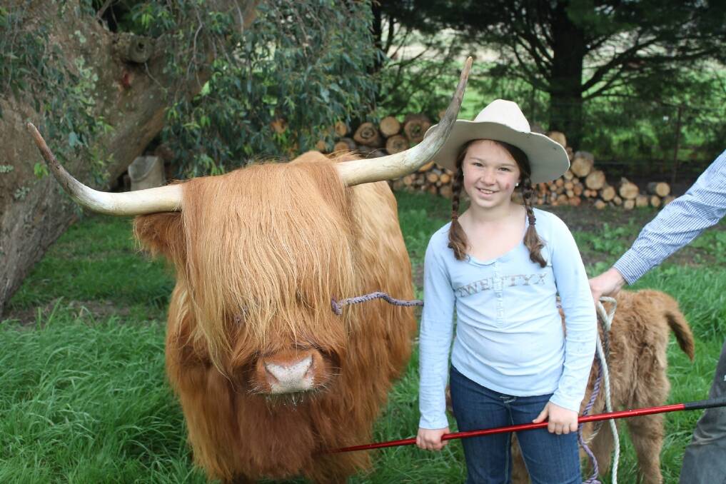 Laine Hastie, 10, with one of her family's Highland cattle.