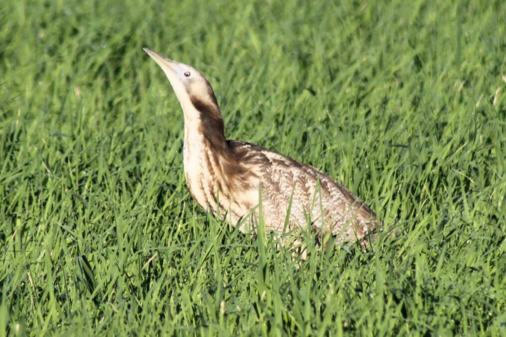 A project has been launched to help the globally endangered Australasian Bittern.