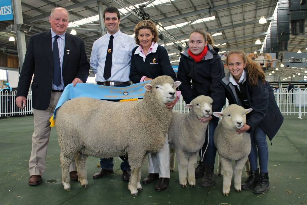 Judge Hugh Taylor sashes the supreme Corriedale broad ribbon on Bron and Leigh Ellis'  ewe. Holding the lambs are Olivia Adkins and Ashlea Cross, of Tintern.