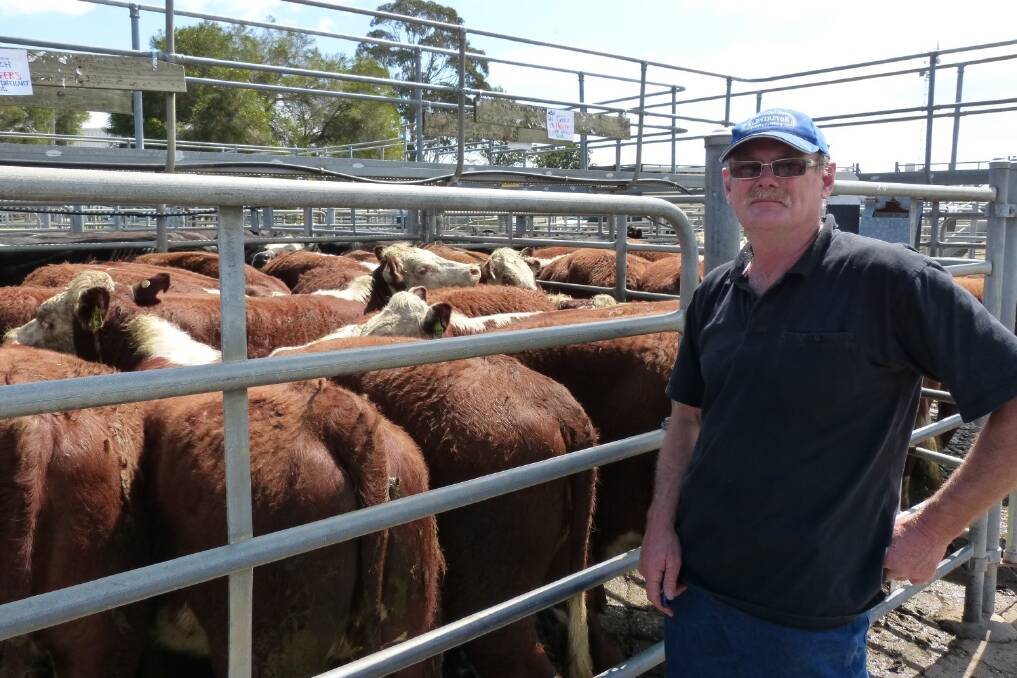 Geoff Gooch, Pearsondale, offered his total draft of 88 Hereford heifers for sale, at the FOB Livestock Sale last Friday.