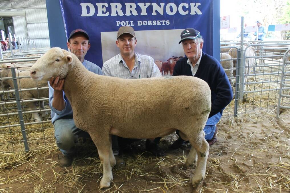 Derrynock stud principal Simon Beattie (left) with Lachlan and Robert Hart, Two Wells Poll Dorsets, Glen Devon, South Australia, with the top price ram which sold for $14,000.
