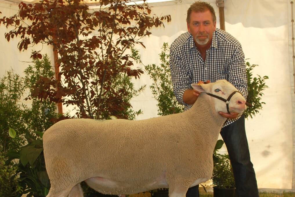 Detpa Grove principal David Pipkorn holds the equal third top priced ram at $9500,  purchased on the Auctions Plus system by Anthony and Suzanne Ferguson, Anna Villa stud,   Weetulta, SA. This ram has already been used in the Detpa Grove stud and they are retaining a semen share for future in-stud use.