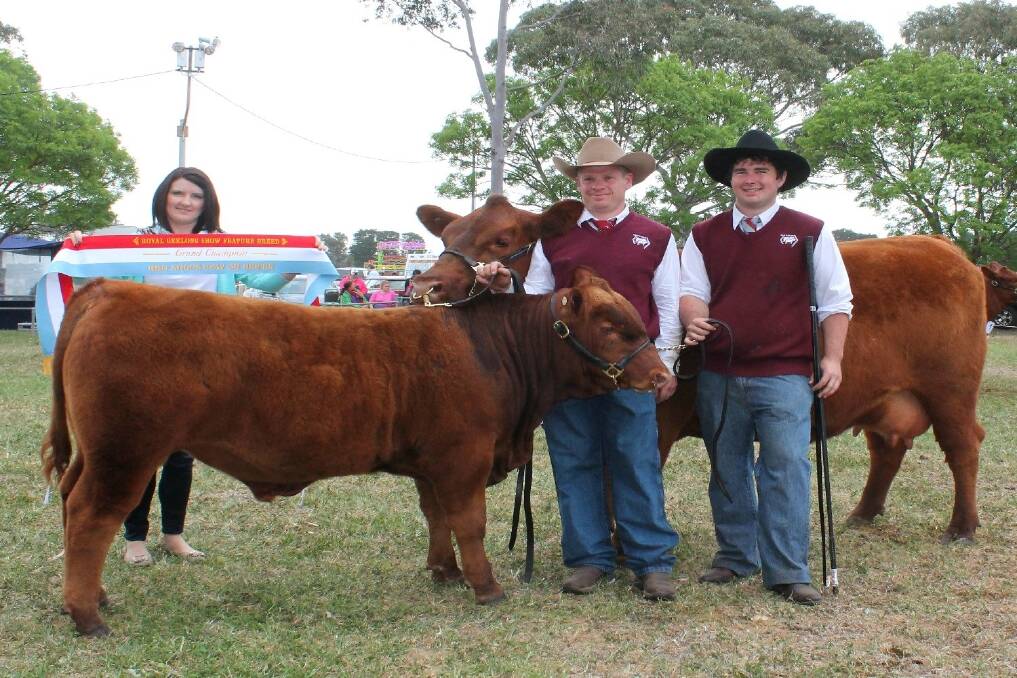 Deanne Sykes presents champion female Red Angus. PIctured with Erin Grylls and Hayden King.