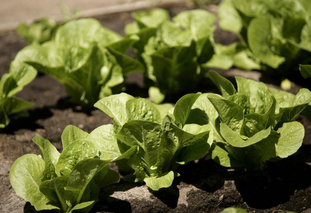 A new hydro facility to grow leafy greens will be established in Bunyip.