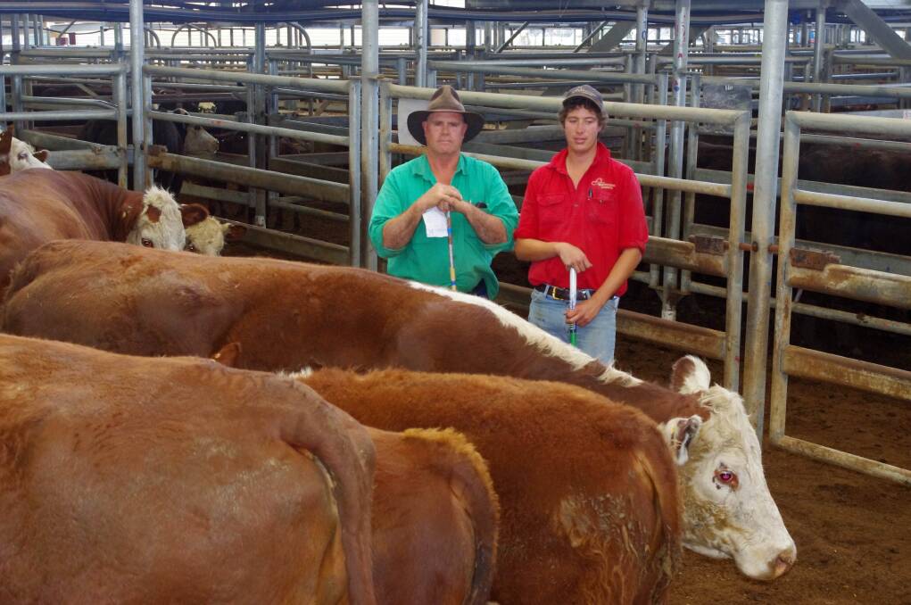 Sos Martin (left) purchased 47 cows and 38 calves at Bairnsdale store cattle sale today, including these Hereford pairs for which he paid the top price of $1300 each.The pen was the last cattle from the dispersal sale from John and Mary Birdsey's River Perry Poll Hereford stud last Tuesday. Mr Martin is pictured with Tom Howden, a livestock agent with Sharp Fullgrabe, Bairnsdale.