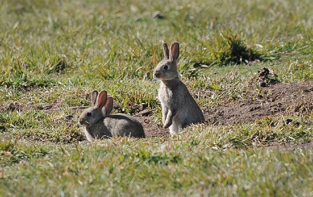  Victorian Rabbit Management Collaboration Initiative launched     $300,000 in funding from Victorian Government and Invasive Animals CRC     Victorian Coalition Government supporting farmers in the fight against rabbits.
