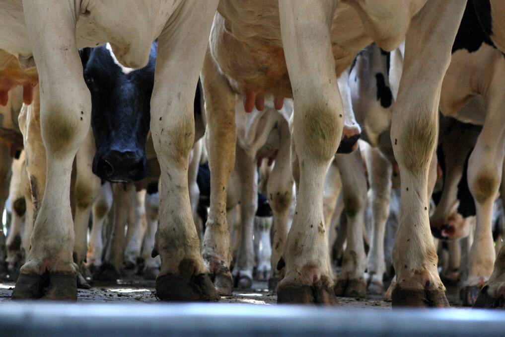 About 22,500 dairy cattle will be heading to Sri Lanka in a new export contract.