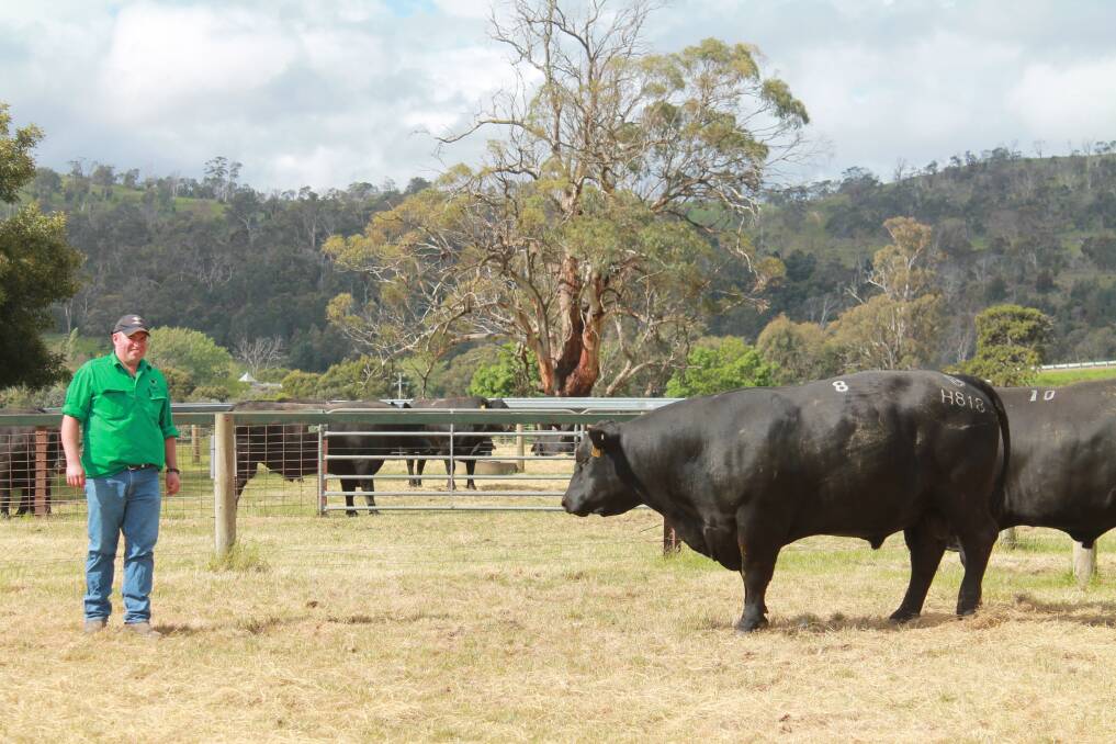 Landfall stud principal Ed Archer with the top-priced bull.