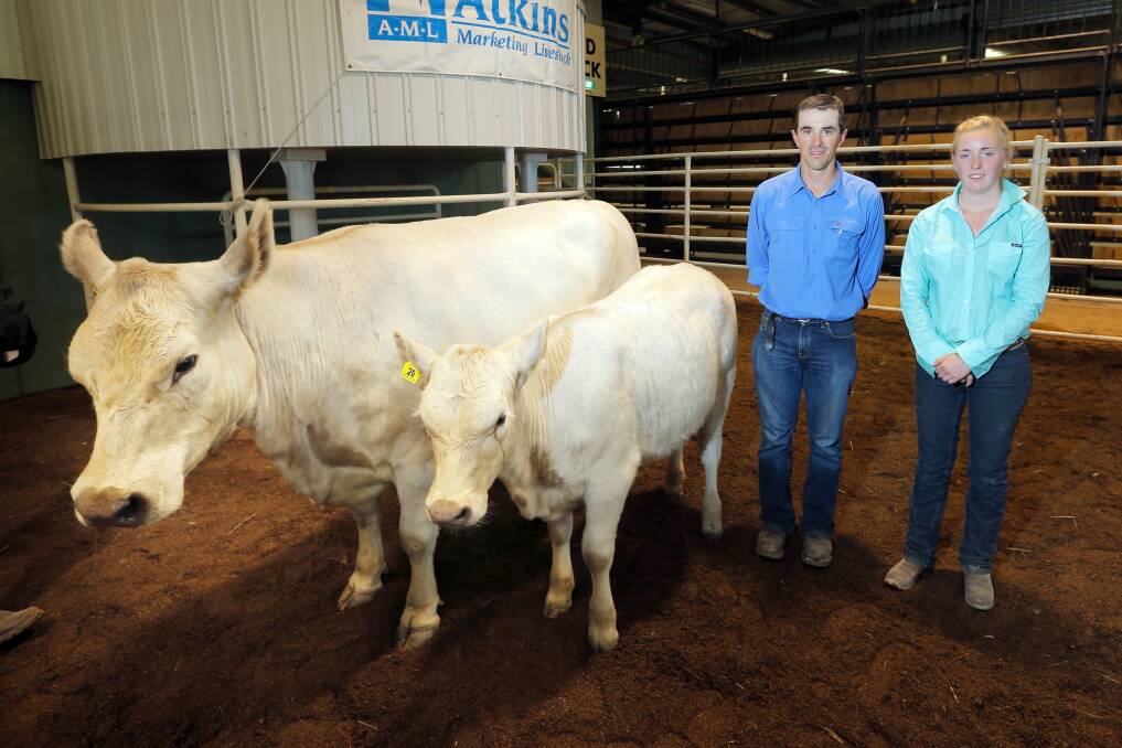 Vendor Donald Monley, of Jomal Glen Murray Greys, Murrumburrah, NSW, and buyer Crystal Bell, of Prairie Falls Murray Greys, Flinders, with the top selling cow Jomal Glen Uma F10 and heifer calf Jomal Glen Uma K15 that fetched $4750. Picture by Tara Goonan, The Border Mail.