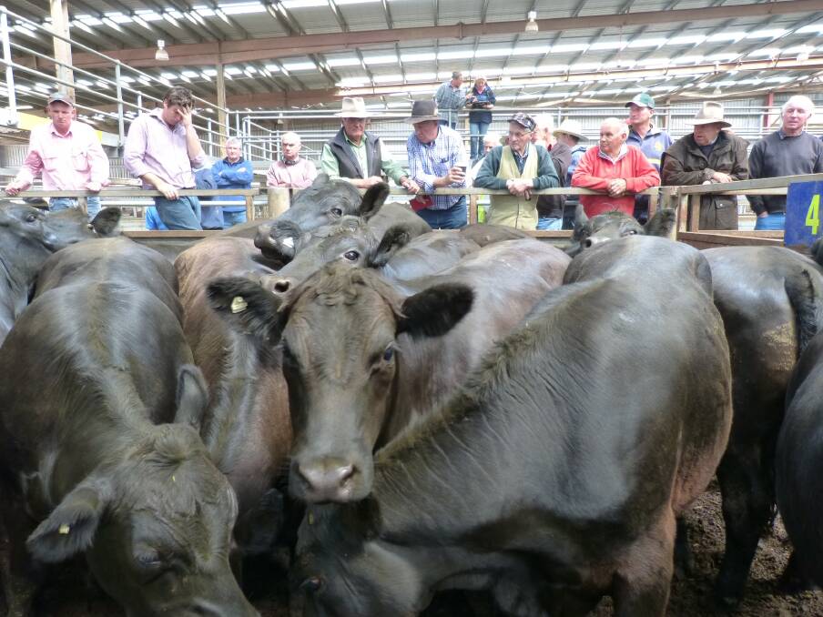 Buyers await the sale of these 14 Angus bullocks, offered by R Connell, Swanpool. Stronger demand from bullock fatteners saw these steers (557 kilograms) sell for $1030. Most of the older steers sold for a liveweight equivalent of 180-192 cents/kg.