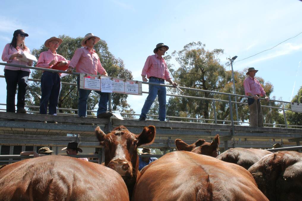 Elders auctioneer Matt Tinkler called the sale of the dispersal of the Tarcoola beef herd. Offered by Thomas B Cottrell, Tarcoola, Mountain Creek, Holbrook, NSW, the draft of 160 Shorthorn and Shorthorn-Angus cows and spring-drop calf units sold to $1520, av $1418. Its 88 heifers sold to $780, av $709.