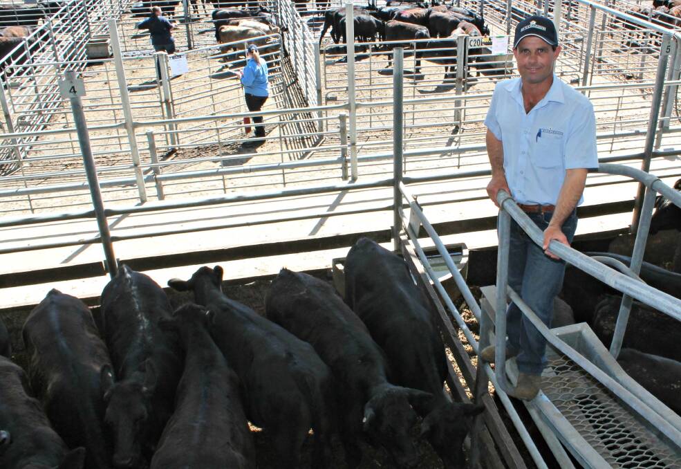 Colac Stock Agents Association president Carl Fish said his region was also grappling with summer conditions which had resulted in a 100pc increase at recent prime cattle markets. 