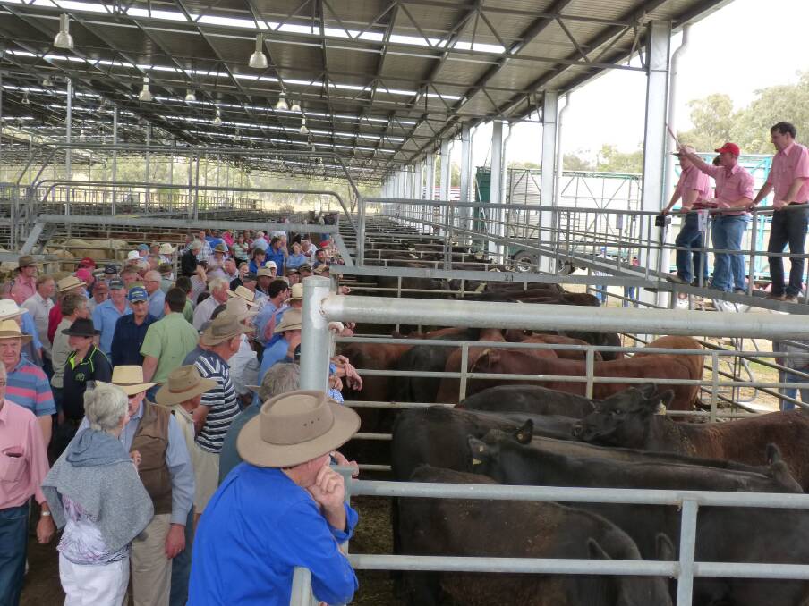 The large crowd of buyers included several feedlot companies, and Gippsland agents and producers, some of which haven’t been seen for some time. Local producers, plus several from northeast Victoria can be seen among the crowd.