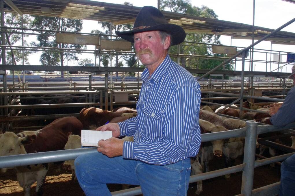 High country cattleman, Ken Connley of Benambra, sent in a line of 94 one-year-old steers and one- and two-year-old heifers to Bairnsdale, because he is running out of water. 
