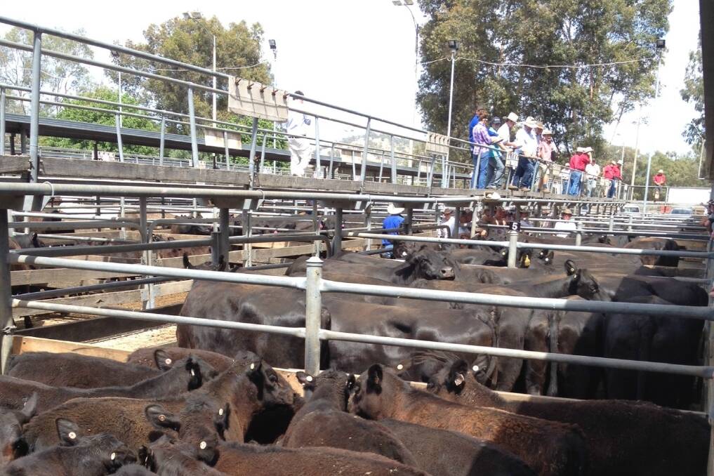 Demand was strong on the cows and calves at Wodonga.