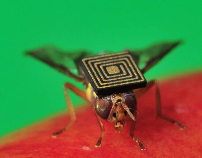 Innovation such as attaching a micro sensor to Queensland fruit flies is part of a CSIRO management trial, is vital to the agricultural industry's growth.