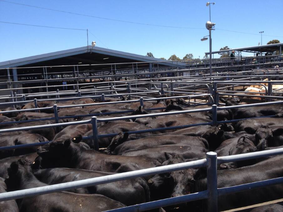  These Angus steers were purchased by TFI at Ballarat today. TFI buyer Roger Stanton said he was pleased with his purchases. The cattle were in good condition and he paid 192c/kg live weight.
