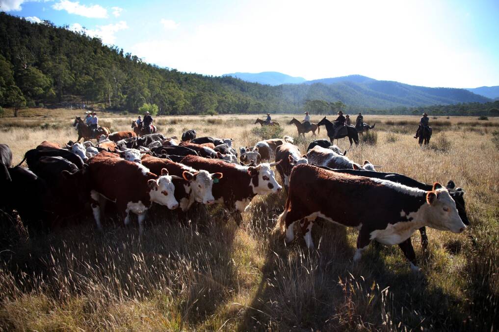 A challenge to Alpine grazing is back in the Supreme Court, this week