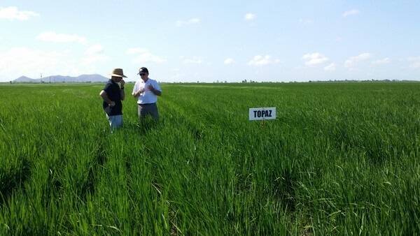 Close to 90 growers were in attendance at a rice field day held at the Burdekin on Monday.