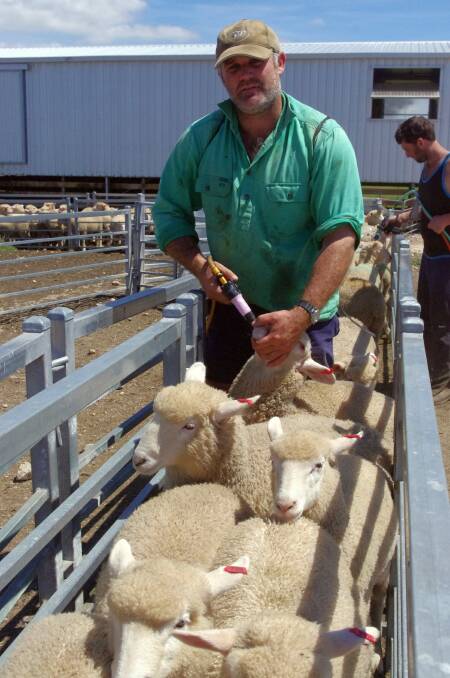 Andrew McNaughton drenches trade lambs this week, after taking them off their mothers. They will be put onto lucerne paddocks to grow out to 22-26 kilograms and sold either over the hooks, to a local restocker or for the export trade. 