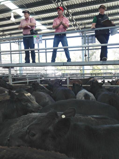 Ryan Sargeant, Elders Yea, sold this pen of Belgium Blue-Angus-Shorthorn steers for $695, after bidding started at $600.