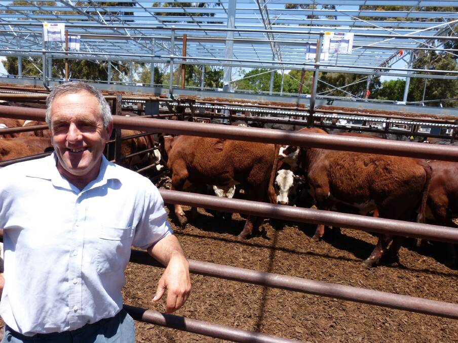  A few Hereford steers infiltrated this traditionally Angus sale, and Laurie Bullen, Booroola, Avenel, was responsible for the sale of 55 Hereford steers, 6-8 months. Laurie said he normally sells in January, but with the season drying off he said now was the time. His steers weighed well, from 326kg to 404kg, but with prices ranging from $730-$790, it goes to prove Herefords still rule. 