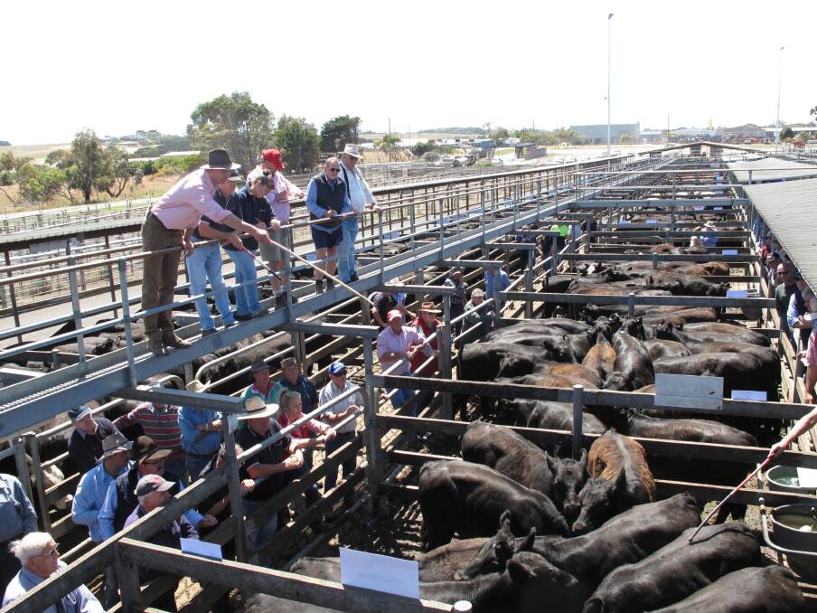 Elders agent Jack Hickey takes bids at the Warrnambool monthly store cattle sale, which attracted higher prices for the top-quality yarding.