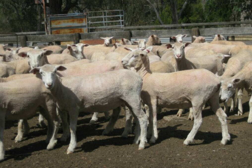 The top-selling pen of lambs consigned by B&M Burgess, Exford Park, via Samaria.