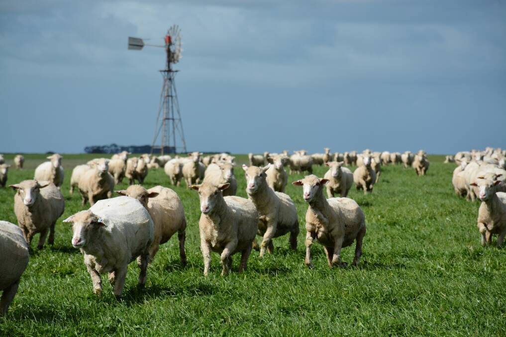 Merino flock comp ready for take-off