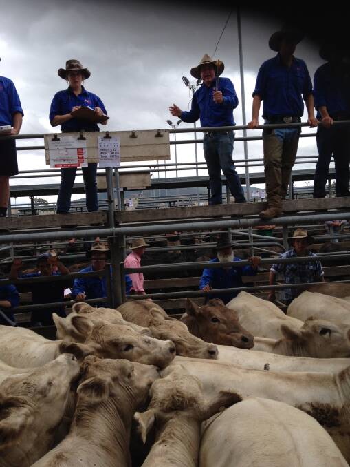 This pen of Murray Grey steers, 477kg, made $830 at Wodonga today.