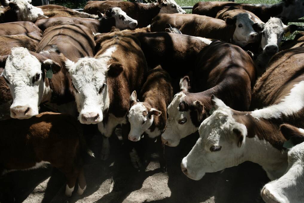 US market trends continue to impact Australian beef prices.