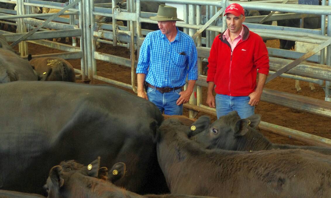 Michael Turra and Aaron McCole check out the two pens of Angus cow and calf units they bought on behalf of Alexandra Graham of Nungurner Hills, at today's store cattle sale at Bairnsdale. Vendor Peter Steenholdt of Bengworden was dispersing his breeding herd.